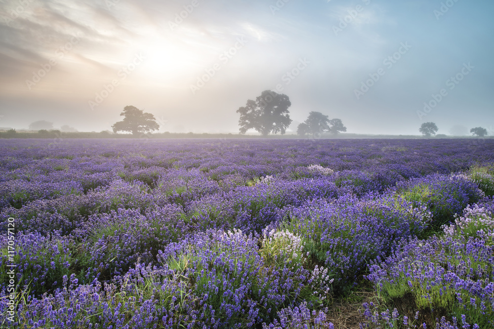 Obraz premium Beautiful dramatic misty sunrise landscape over lavender field i