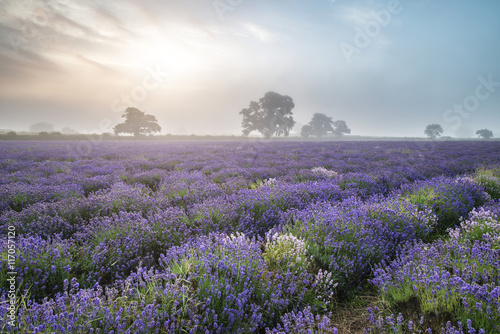 Beautiful dramatic misty sunrise landscape over lavender field i