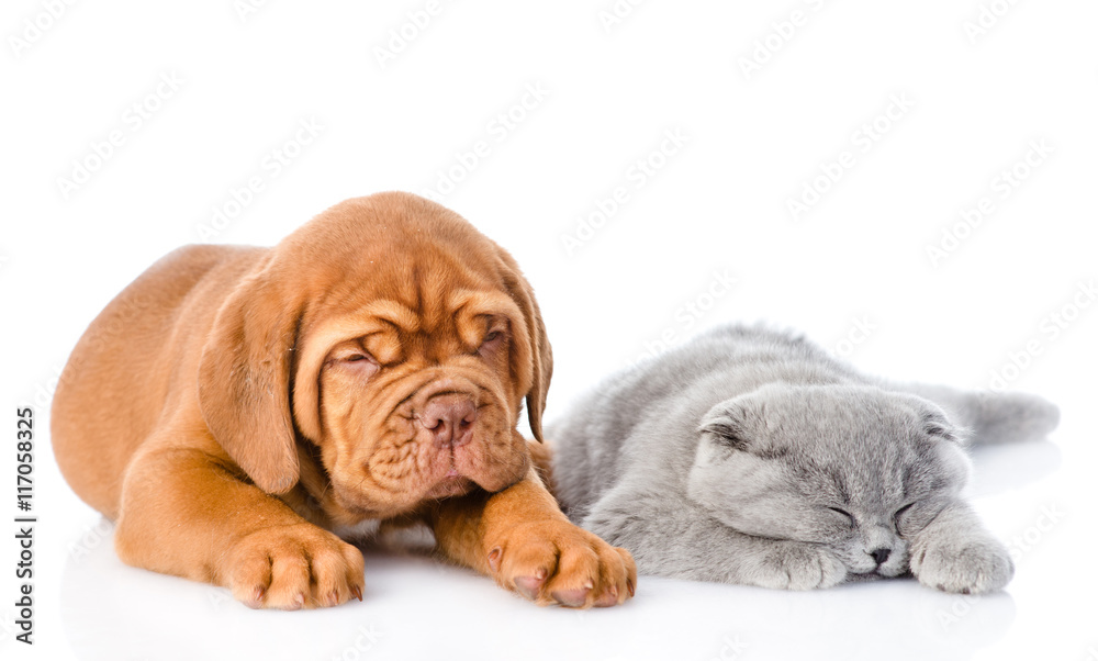 Bordeaux puppy lying with a sleeping gray cat. isolated on white