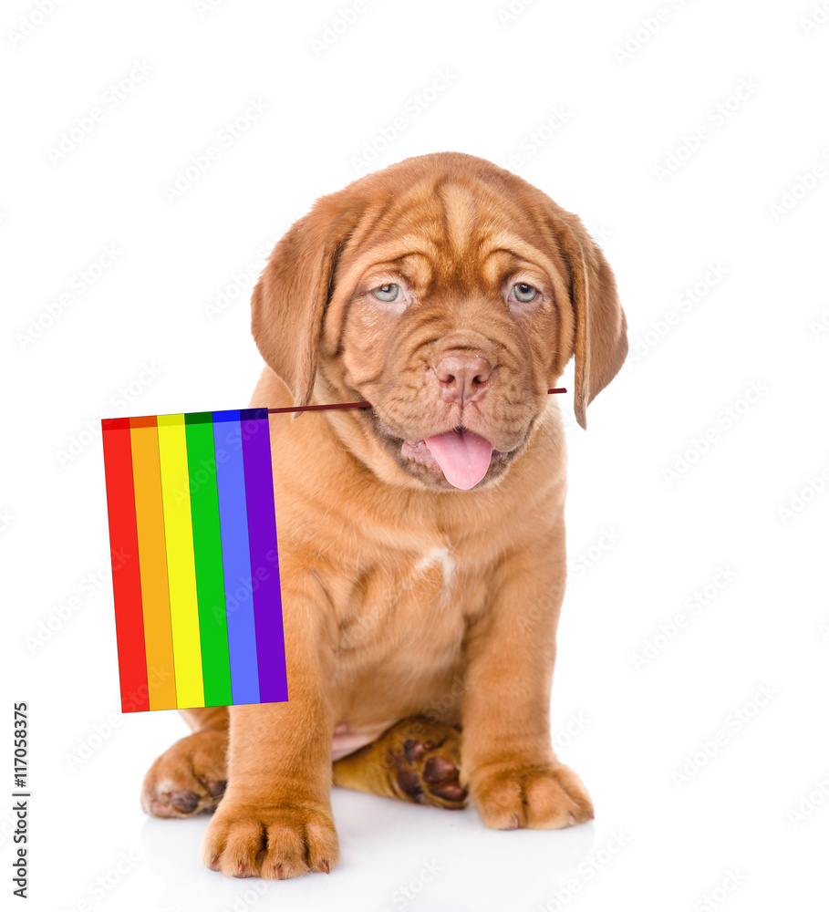 Bordeaux puppy with rainbow color flag symbolizing gay rights.  isolated on white
