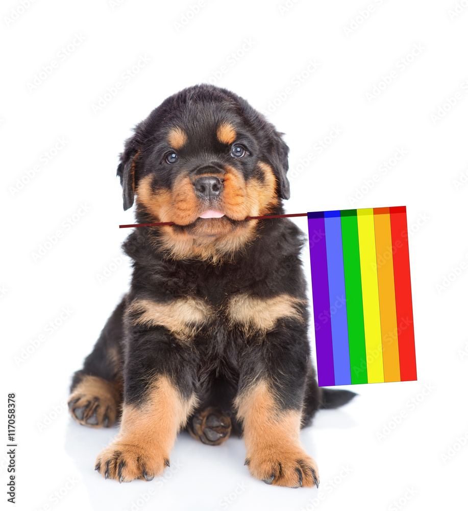 rottweiler puppy with rainbow color flag symbolizing gay rights.  isolated on white