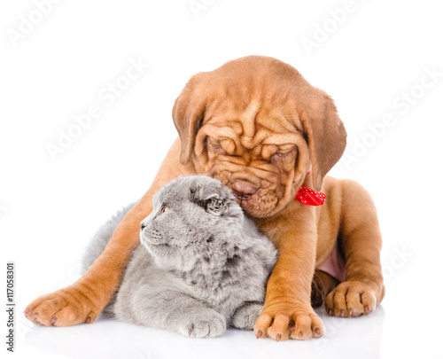 Fototapeta Naklejka Na Ścianę i Meble -  Bordeaux puppy dog embracing scottish cat. isolated on white 