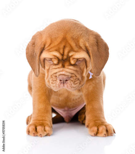 Bordeaux puppy dog looking down. isolated on white background