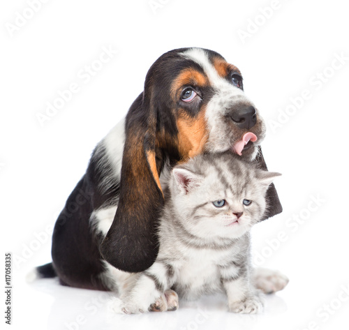 basset hound puppy licking tiny kitten. isolated on white 