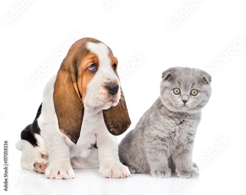 Scottish kitten sitting with basset hound puppy. isolated on white