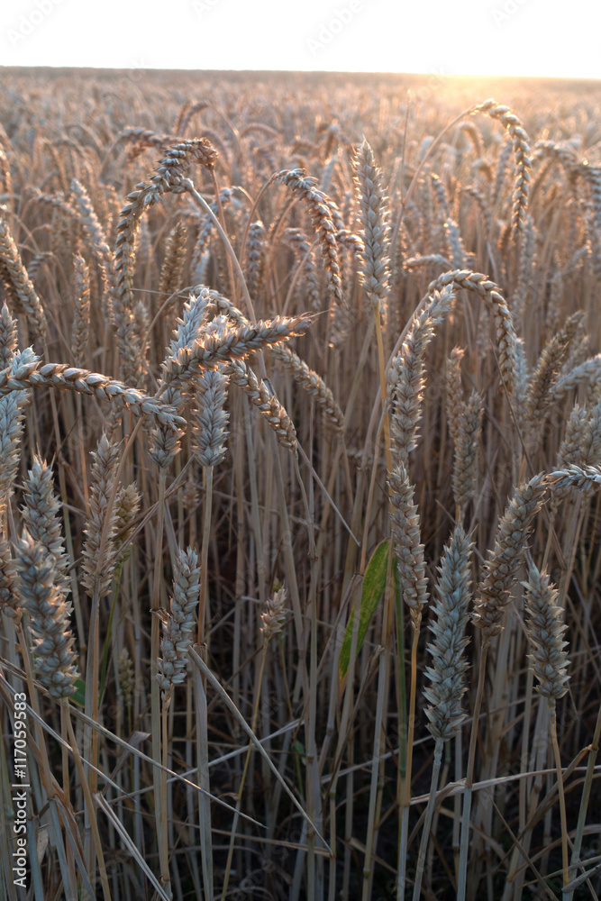 Fototapeta premium Kornfeld im Sommer