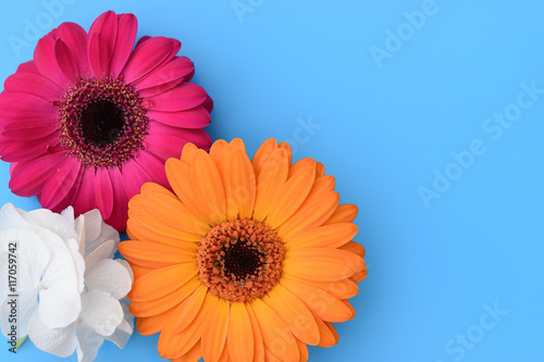 Colorful Daisy Gerbera flowers and white Hortensia flower on turquoise blue background.