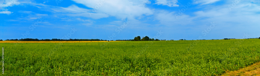 Panoramic countryside wide view with trees behind. Rural summer landscape.