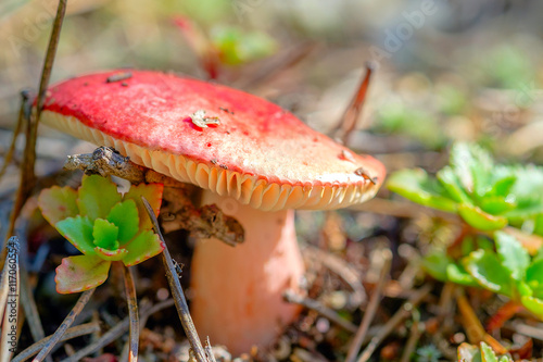 Russula mushroom with a red cap in the coniferous forest. photo