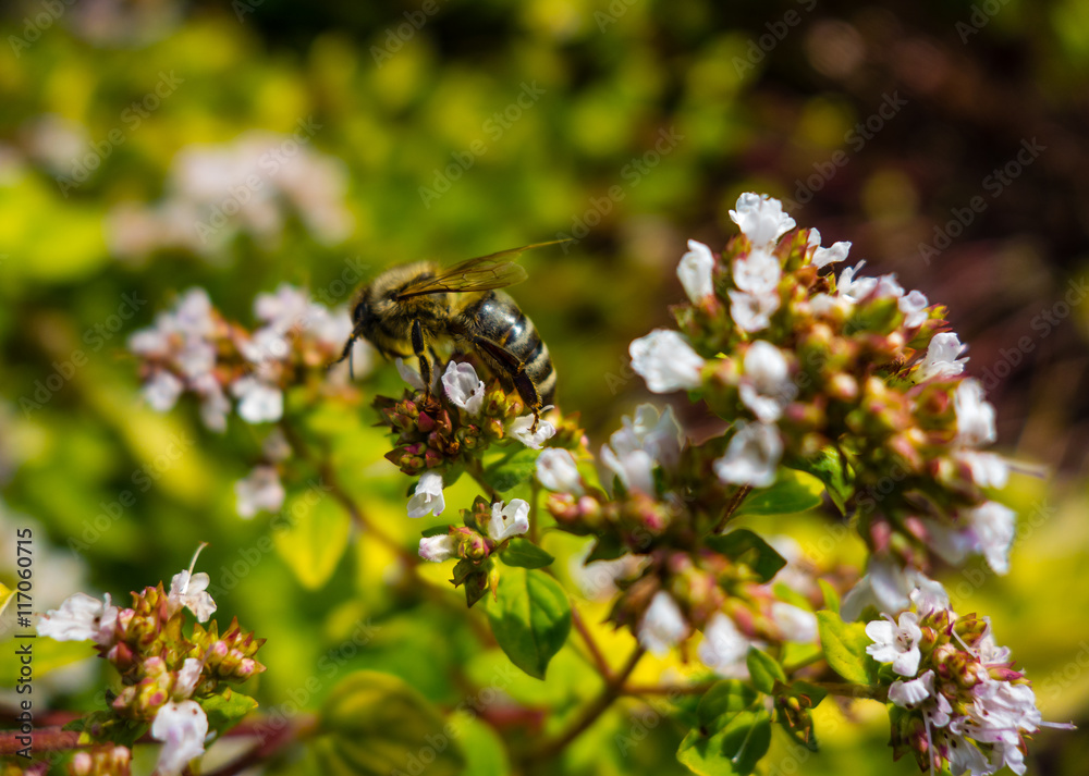 Biene auf Honig suche
