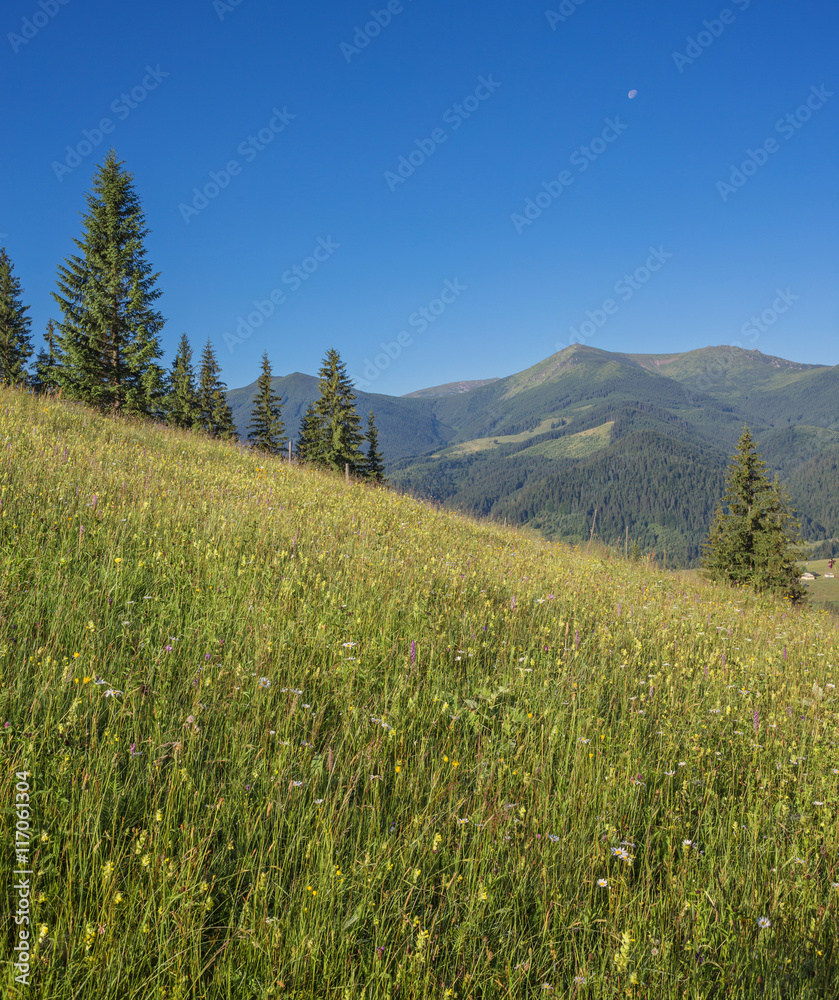 The alpine fields grow beautiful spring wild daffodils The alpine fields grow beautiful spring wild daffodils