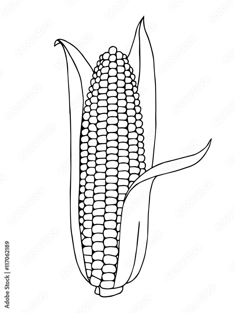 Corn Vector Black And White