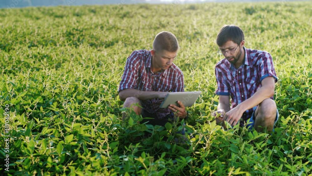 Two agronomist working on a green field, studying the plants, use tablet Two agronomist working on a green field, studying the plants, use tablet