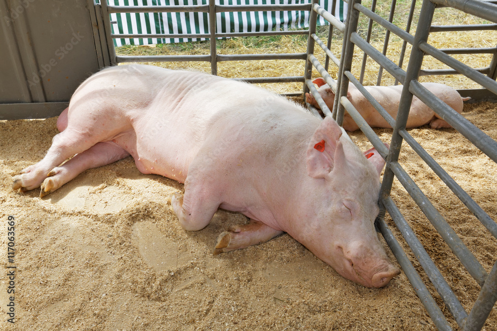 Boar and a piggy