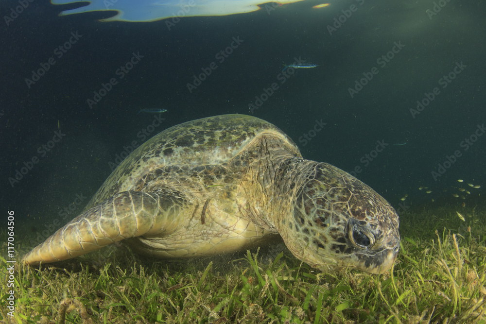 Obraz premium Green Sea Turtle eats grass