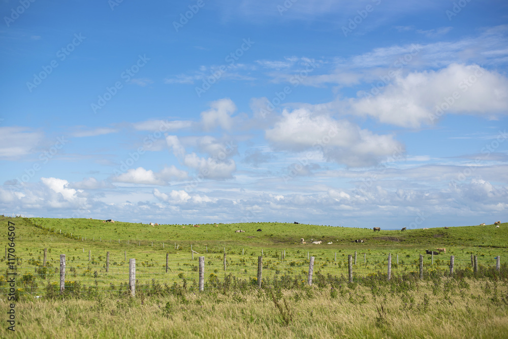 Fototapeta premium Pascolo mucche in campagna