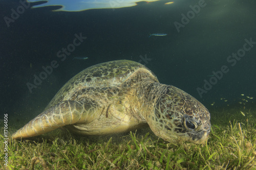 Green Sea Turtle eats grass