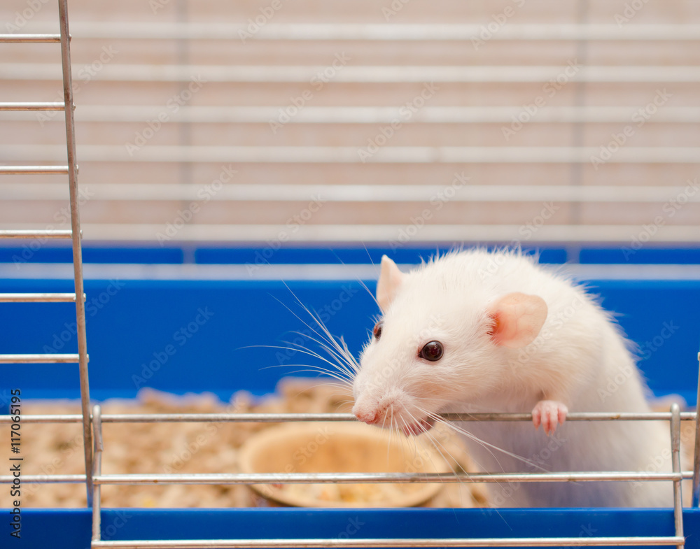 Obraz premium Cute little white rat looking out of a cage