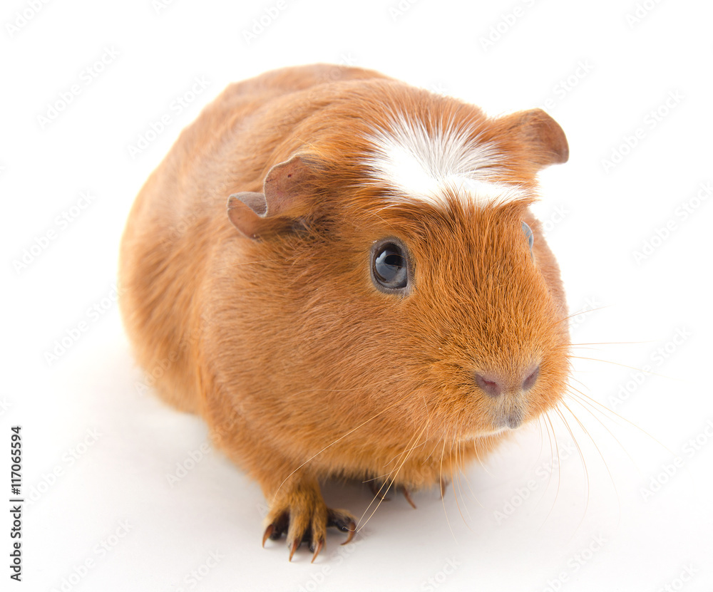 Funny-looking guinea pig (isolated on white) Funny-looking guinea pig (isolated on white)
