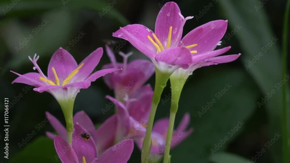 Flower, Zephyranthes (Amaryllidaceae) beautiful pink blooming in garden Thailand.4k Flower, Zephyranthes (Amaryllidaceae) beautiful pink blooming in garden Thailand.4k