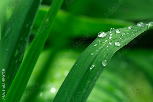 Rain or dew drops on green grass shining bright in the sun close up macro vivid green colors.