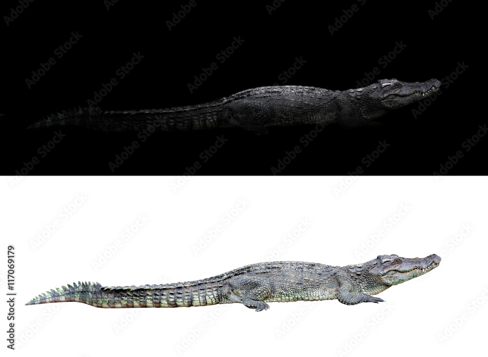 Fototapeta premium crocodile on dark and white background