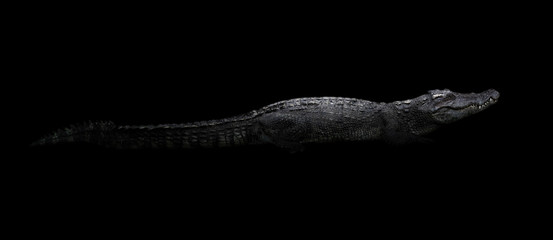 Handdoek met foto Krokodil Zoetwaterkrokodil in donker water  © anankkml