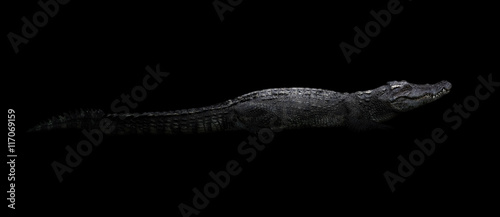 freshwater crocodile in the dark