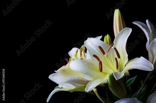 White lilium flower on black background close-up side horizontal view