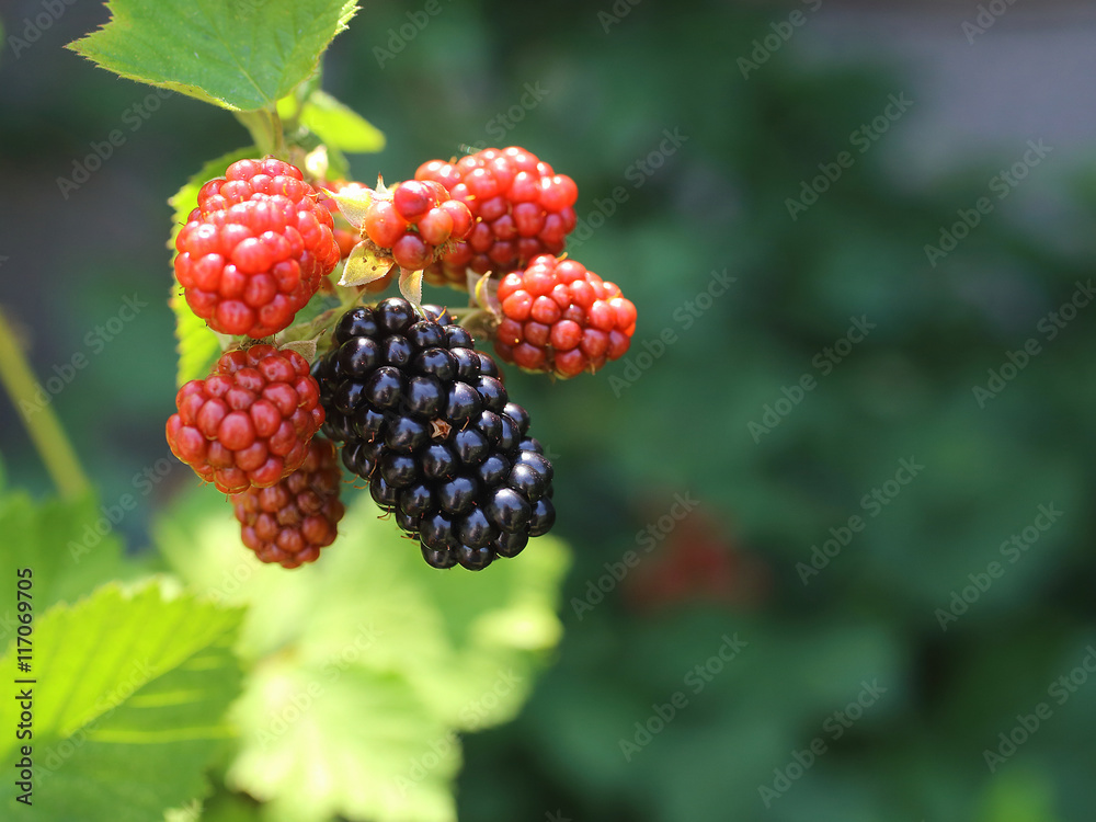 ブラックベリーの実