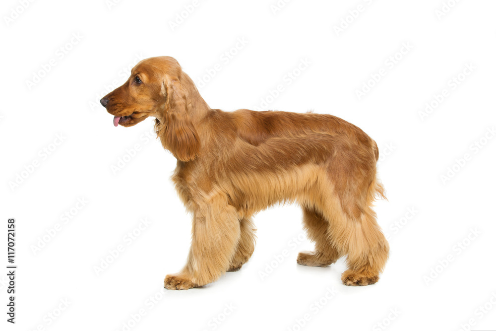 Beautiful English Cocker Spaniel Beautiful English Cocker Spaniel
