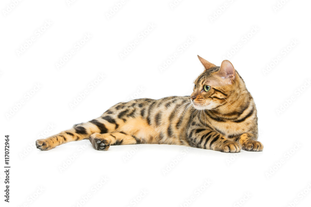 Fototapeta premium Beautiful bengal cat