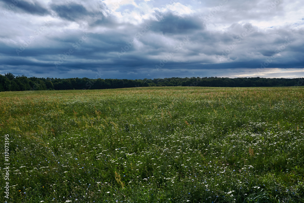 Meadow with wild flowers on a cloudy day in Poland.