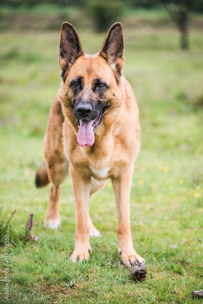 gsd k9 security dog