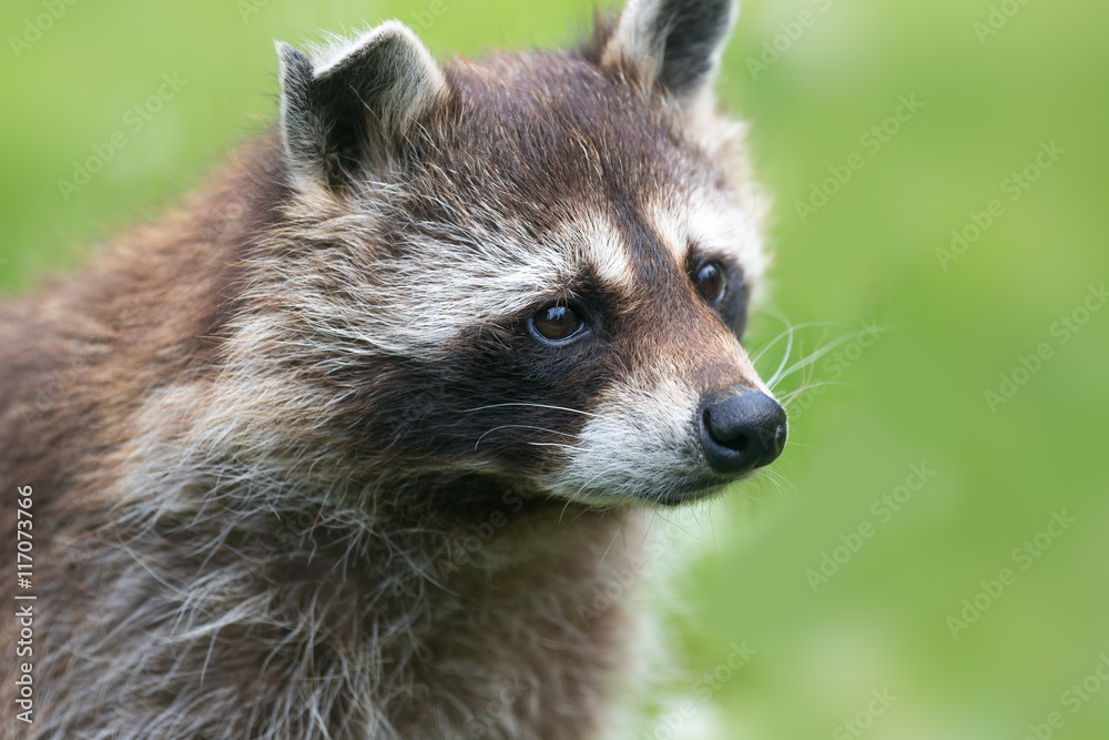 a racoon
