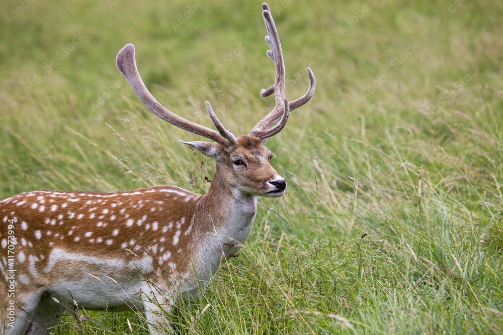 Fallow Deer (Dama dama) - Phoenix Park, Dublin, Ireland Fallow Deer (Dama dama) - Phoenix Park, Dublin, Ireland