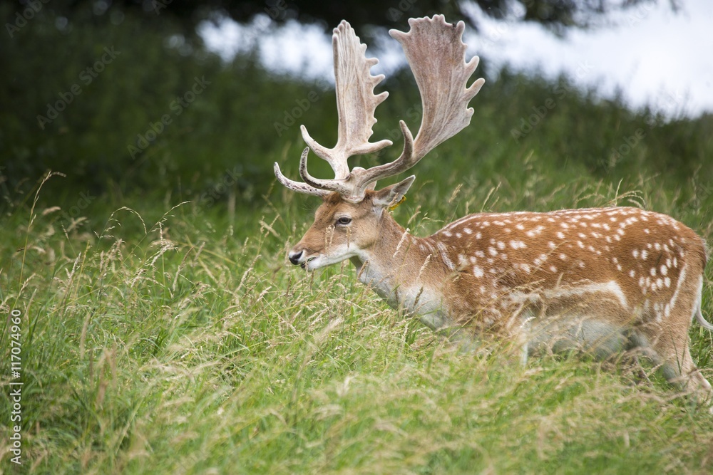 Fallow Deer (Dama dama) - Phoenix Park, Dublin, Ireland Fallow Deer (Dama dama) - Phoenix Park, Dublin, Ireland
