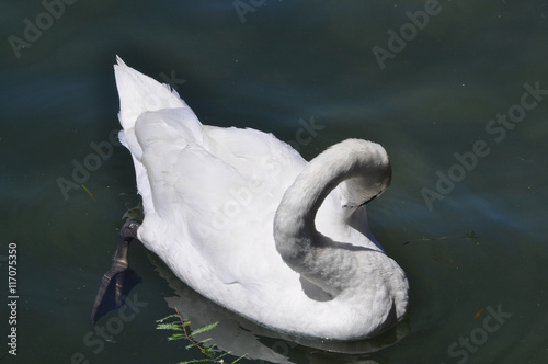 Swan bird animal photo