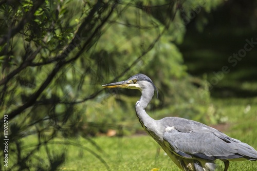 Grey Heron  Ardea cinerea  - National Botanic Gardens  Dublin