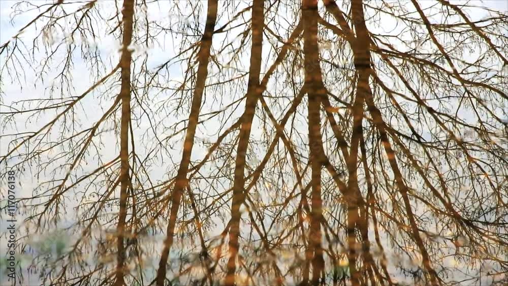Reflejos de Arboles en Agua Remansada
Reflejos de Arboles en Agua Remansada