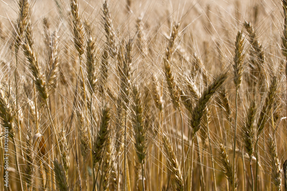 Obraz premium Macro photo wheat field. Spica barley bread yellow