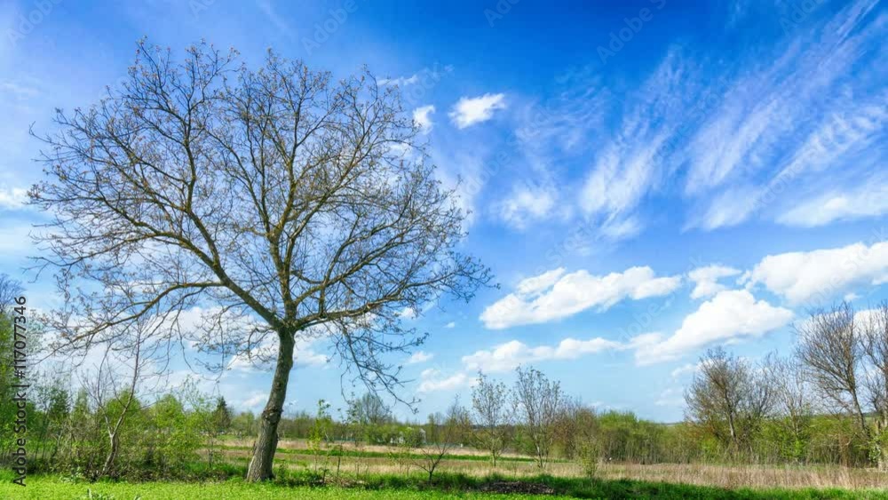 Countryside timelapse. Moving clouds over old big tree from right to left. Bright sunny day Countryside timelapse. Moving clouds over old big tree from right to left. Bright sunny day