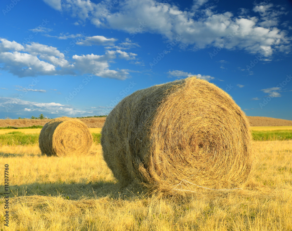 Hay bale in the countryside
