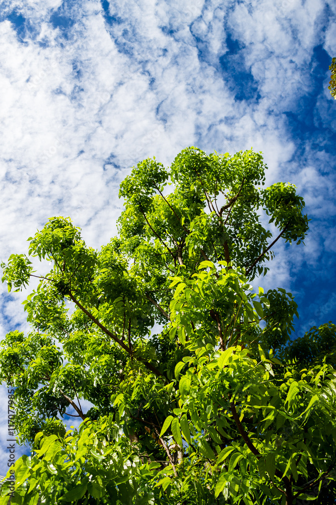 Fototapeta premium Tropical tree