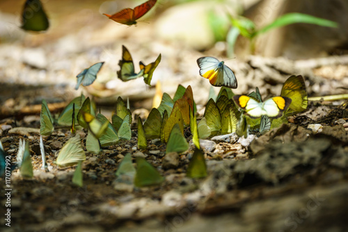 Photography Butterflies are feeding mineral at  Kaeng Krachan National Park,