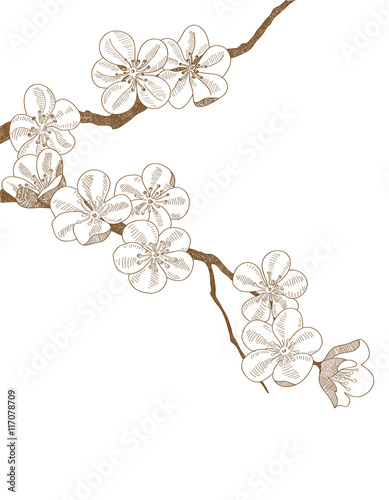 Hand drawn branch of plums blossom isolated
