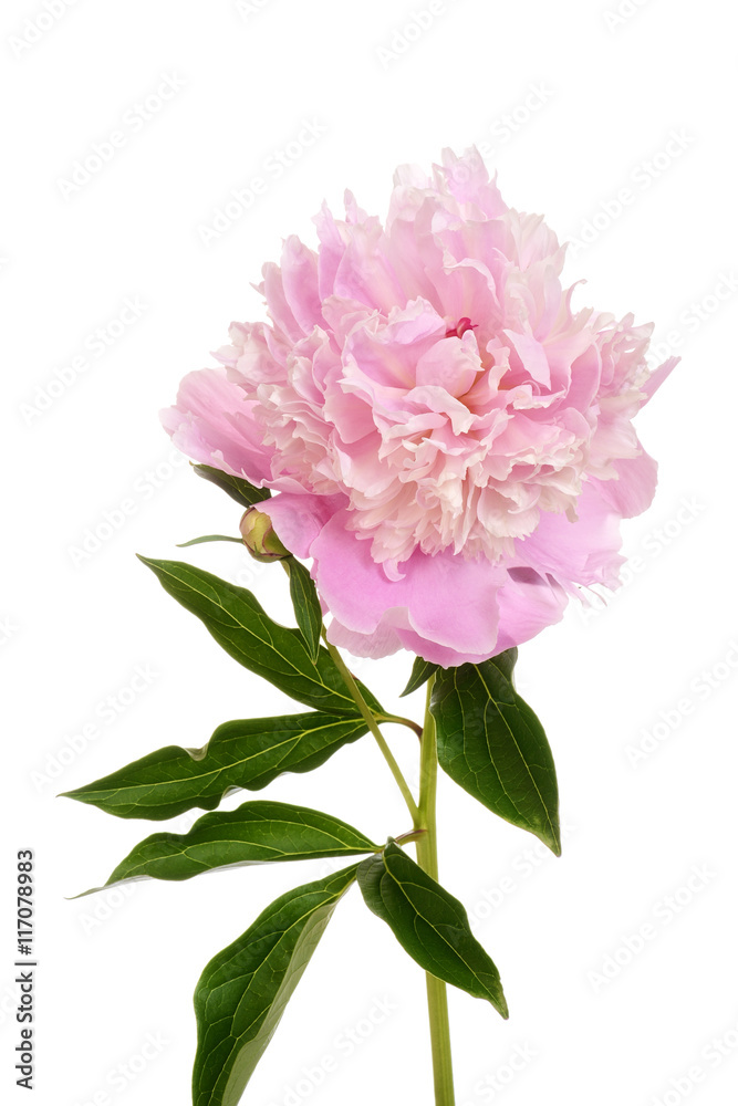 peony Paeonia lactiflora