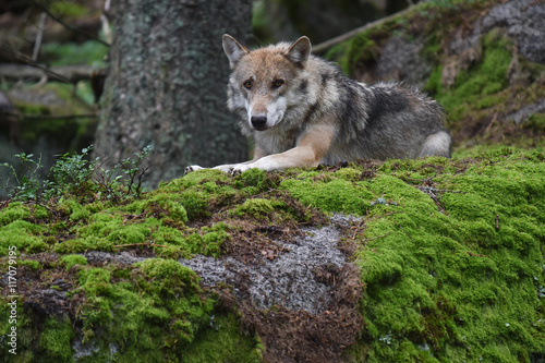 Gray wolf