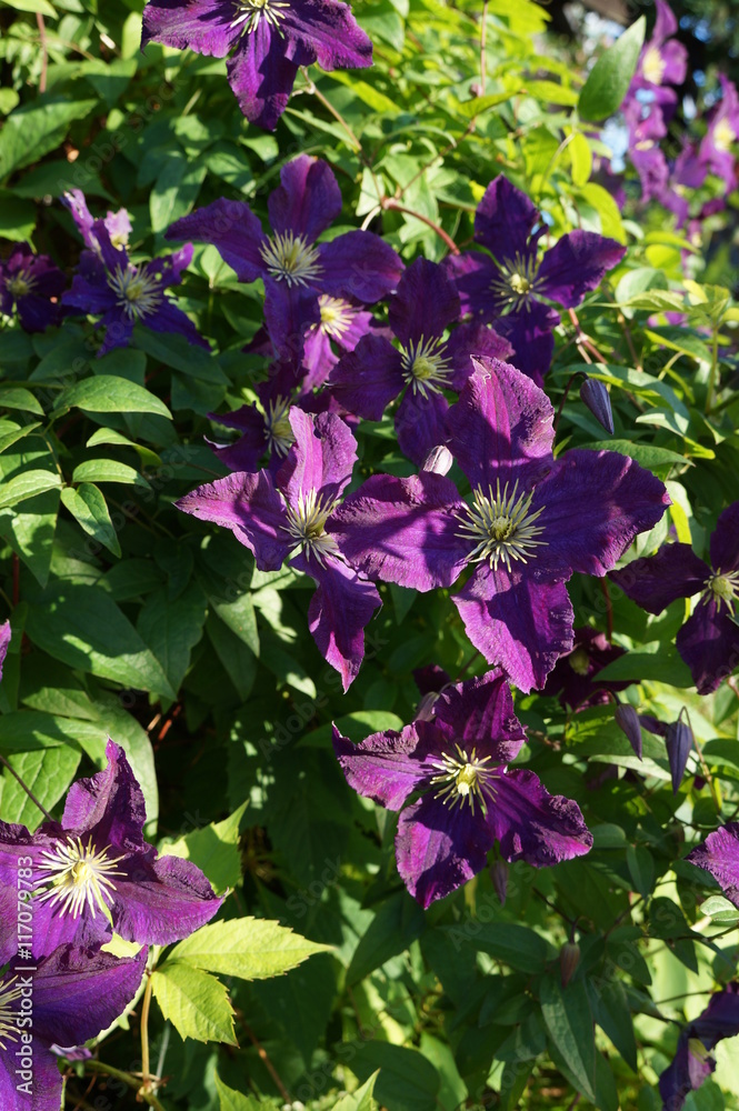 Powojnik (Clematis)