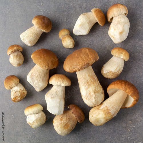 Boletus edulis mushrooms